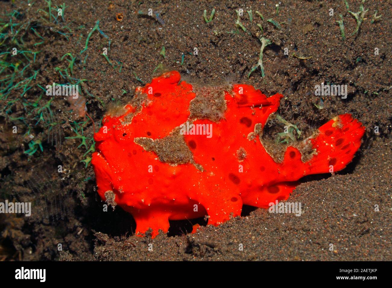 Painted Frogfish, Antennarius pictus, red phase. The fish is waving it