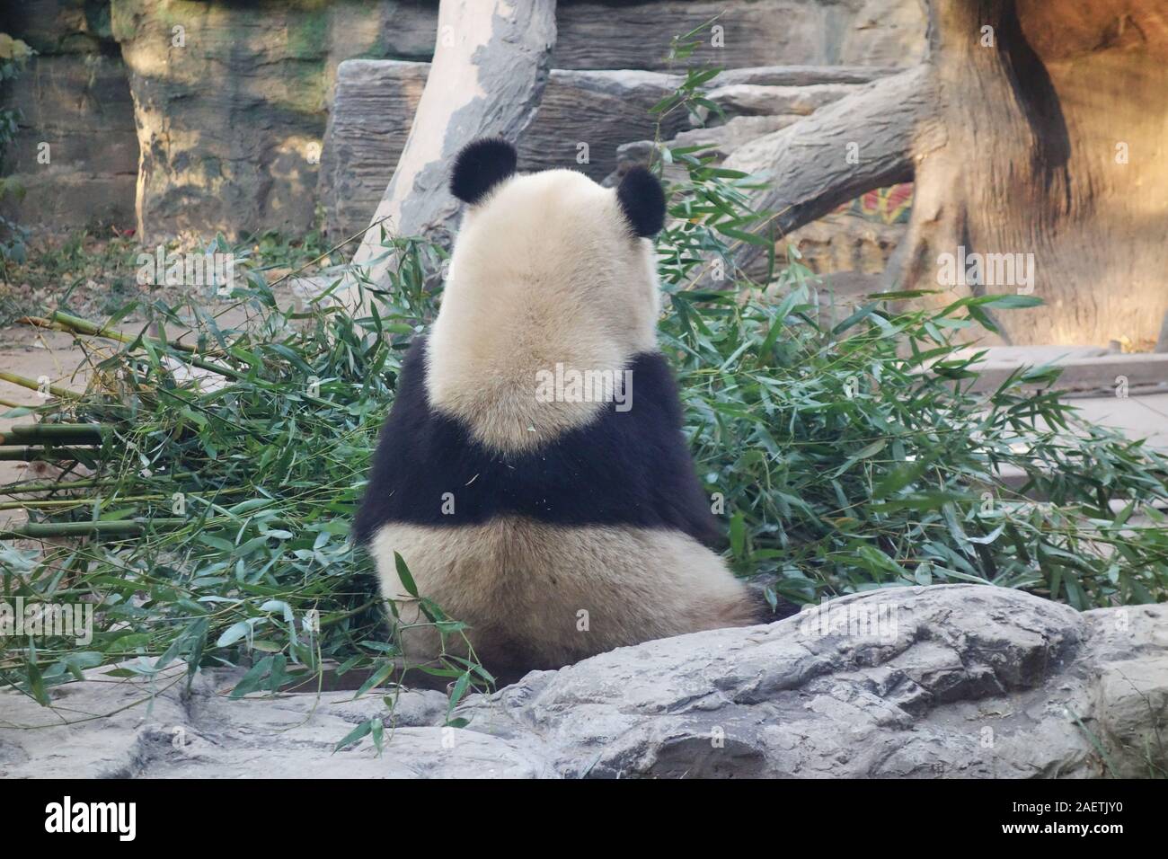 A giant panda sits on the ground back to the camera, eating bamboo at Beijing Zoo, in Beijing, China, 26 November 2019. *** Local Caption *** fachaosh Stock Photo