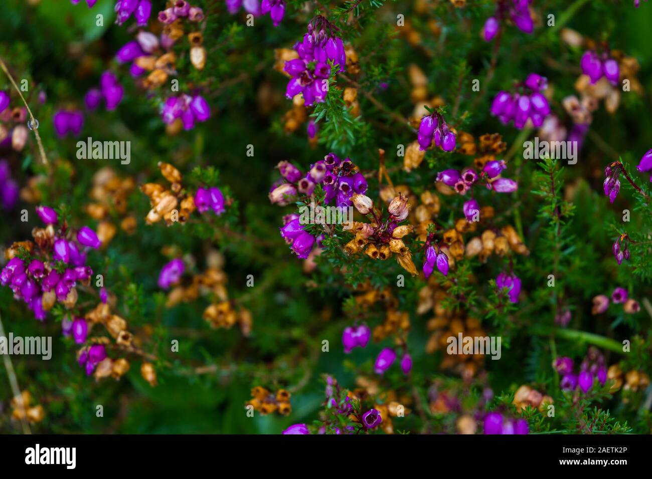 close up of a blooming bell heather plant late in the season in the Scottish Highlands Stock Photo
