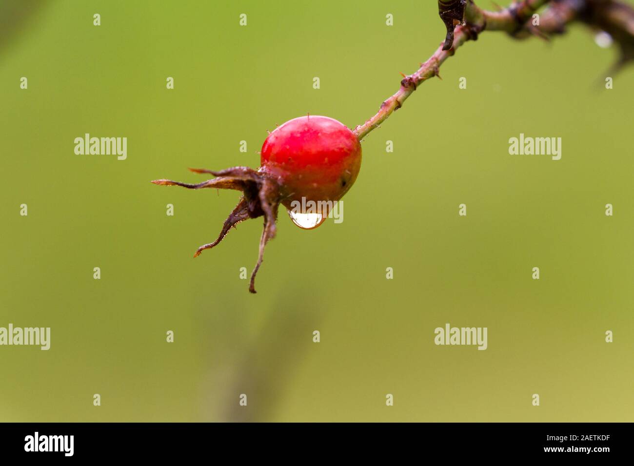 Rose hip benefits hi-res stock photography and images - Alamy