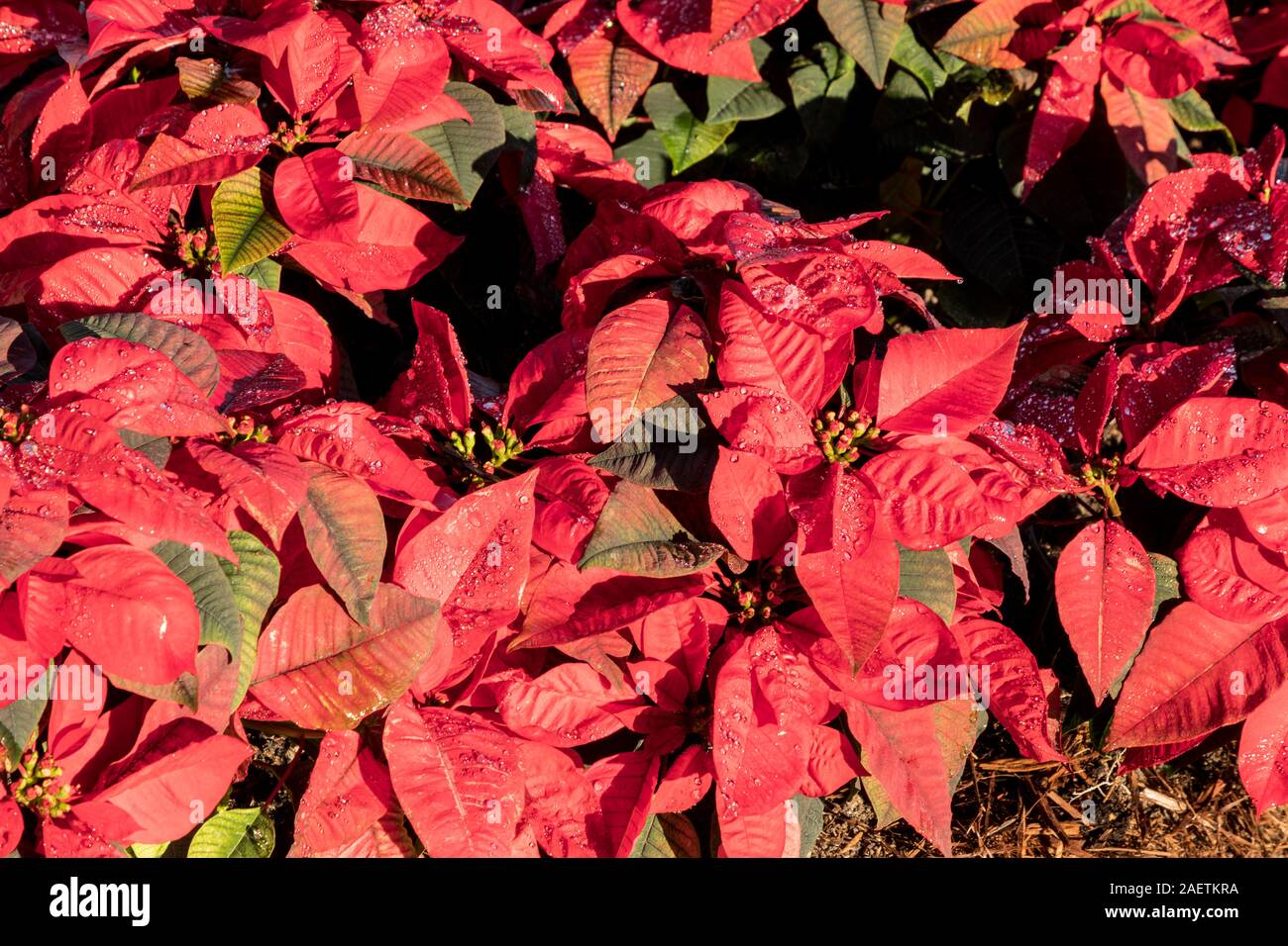 Background of red poinsettia flower plants clustered together at Christmas Stock Photo