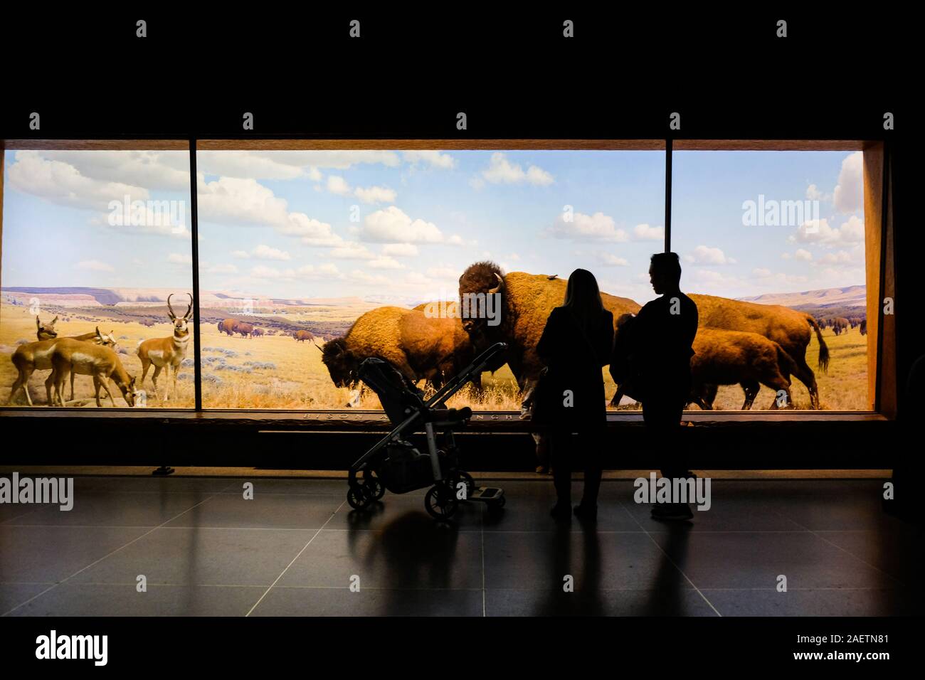 Visitors to the American Museum of Natural History look at the exhibits in the museum's Hall of North American Mammals. Stock Photo