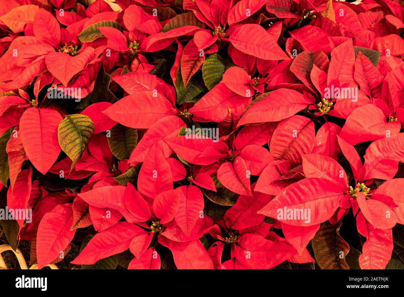 Background of red poinsettia flower plants clustered together at Christmas Stock Photo