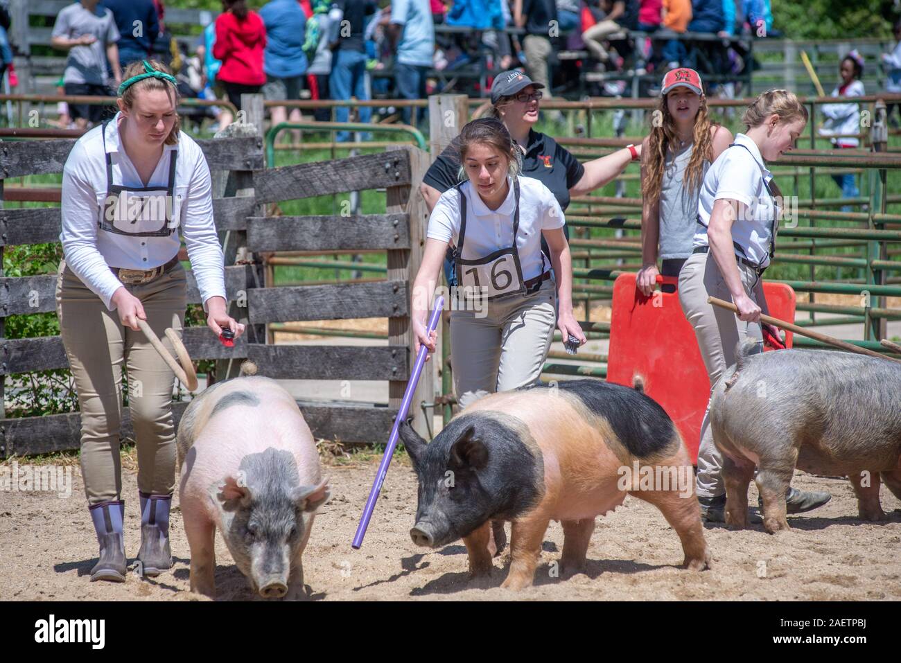 Handlers diligently tending to their pigs, Maryland Day 2019 , College Park, Maryland. Stock Photo