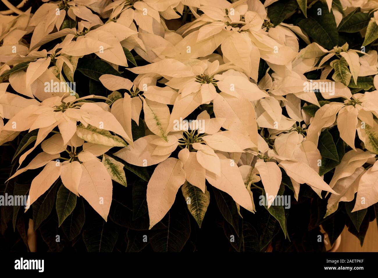 White poinsettia flower background of plants clustered together at Christmas Stock Photo