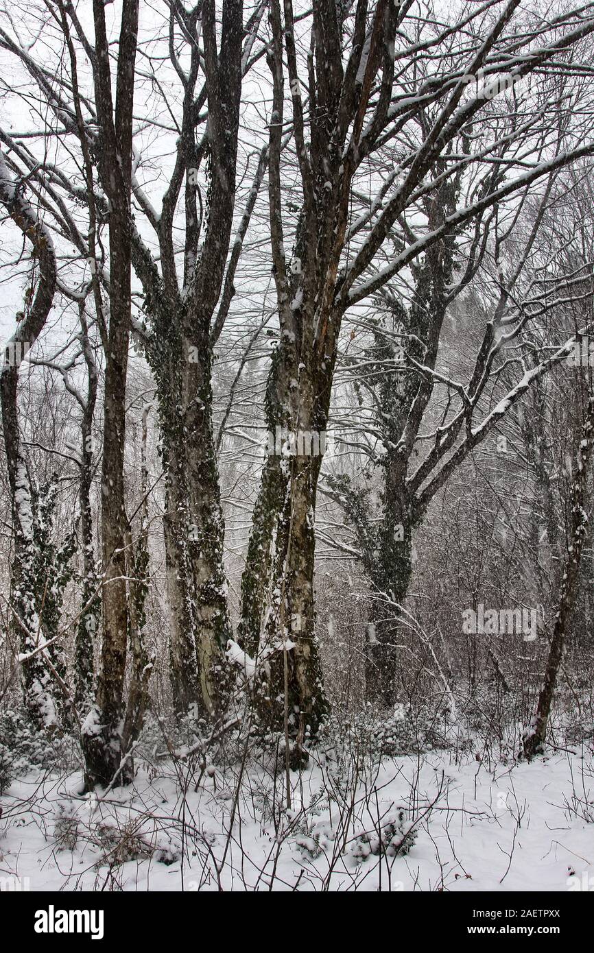 Winter deciduous forest on shore of the Black sea. European hornbeam (Carpinus betulus), hornbeam-wood, Trees covered with epiphytes, lianas (ivy, vin Stock Photo