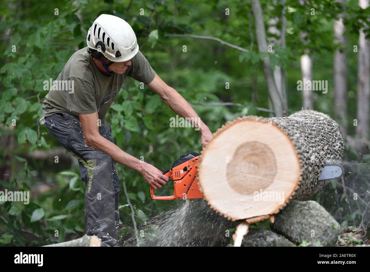 Emerald ash borers hi-res stock photography and images - Alamy