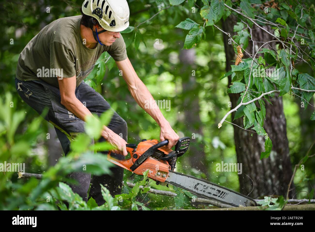 Cutting trees hires stock photography and images Alamy