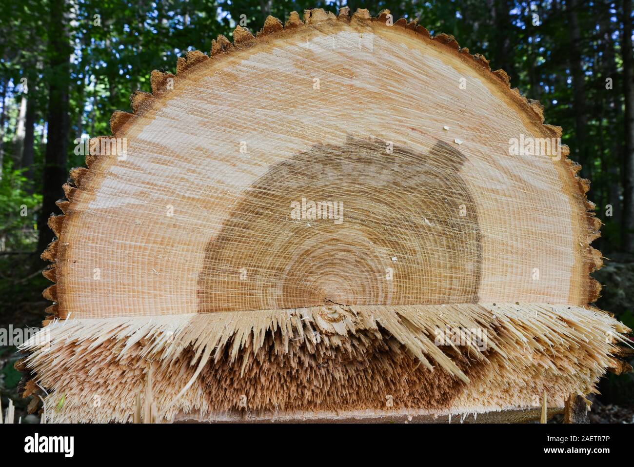 Arborist cuts down healthy ash tree near house in Vermont fearing that it will succumb to emerald ash borers and become dangerous standing deadwood. Stock Photo