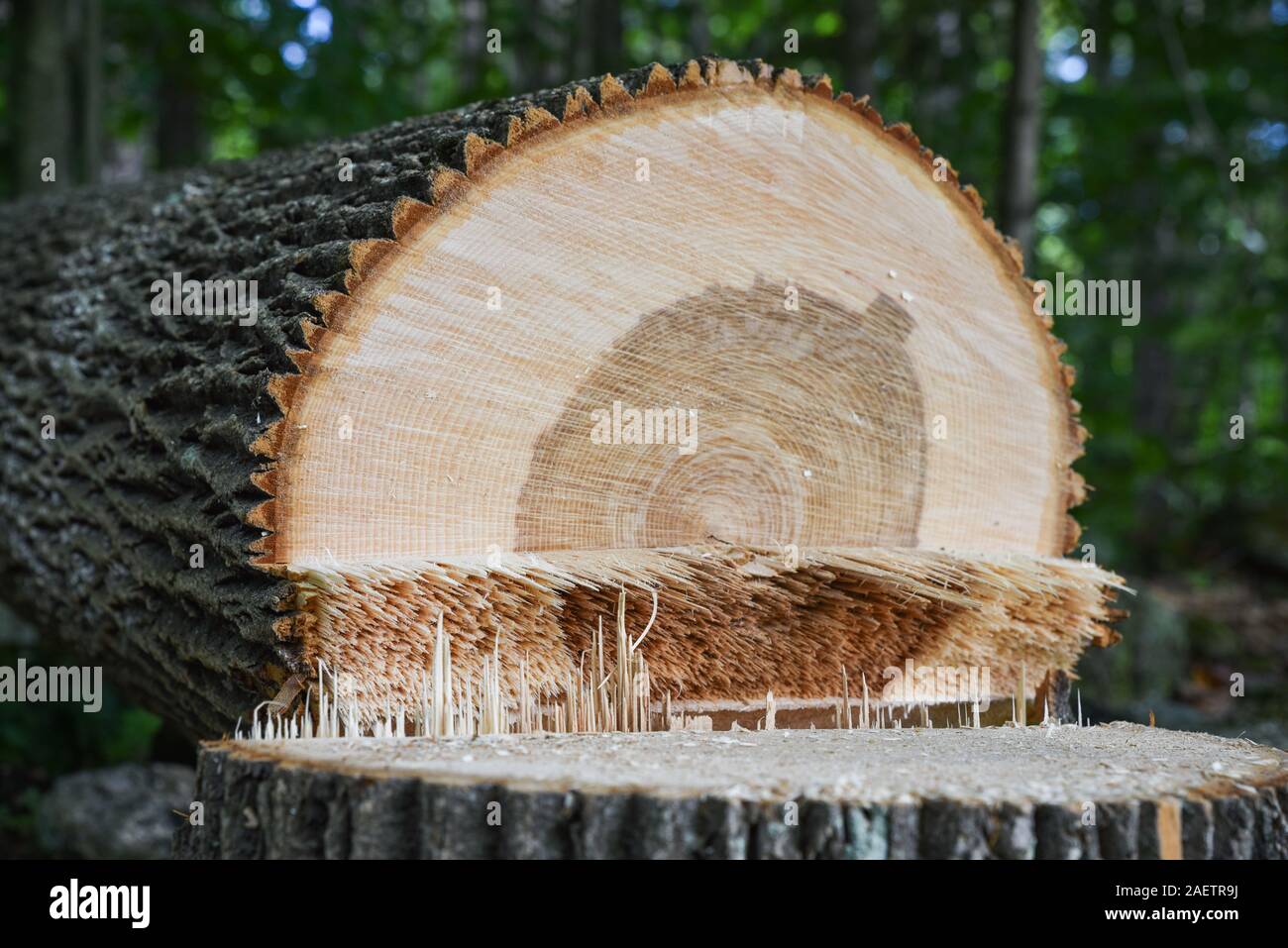 Arborist cuts down healthy ash tree near house in Vermont fearing that