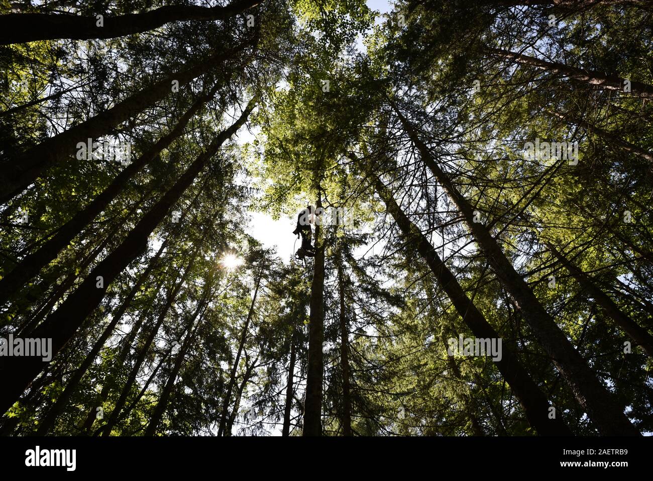 Arborist at work cutting trees in mixed hardwood forest, Vermont, USA. Stock Photo