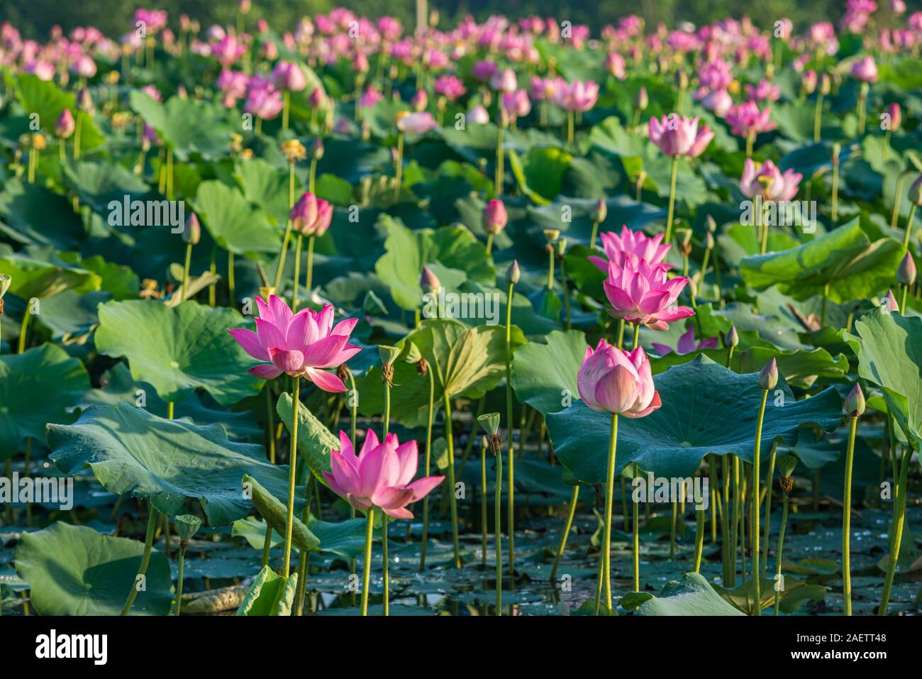Beautiful scenery of blooming pink lotus flower plants on water ...