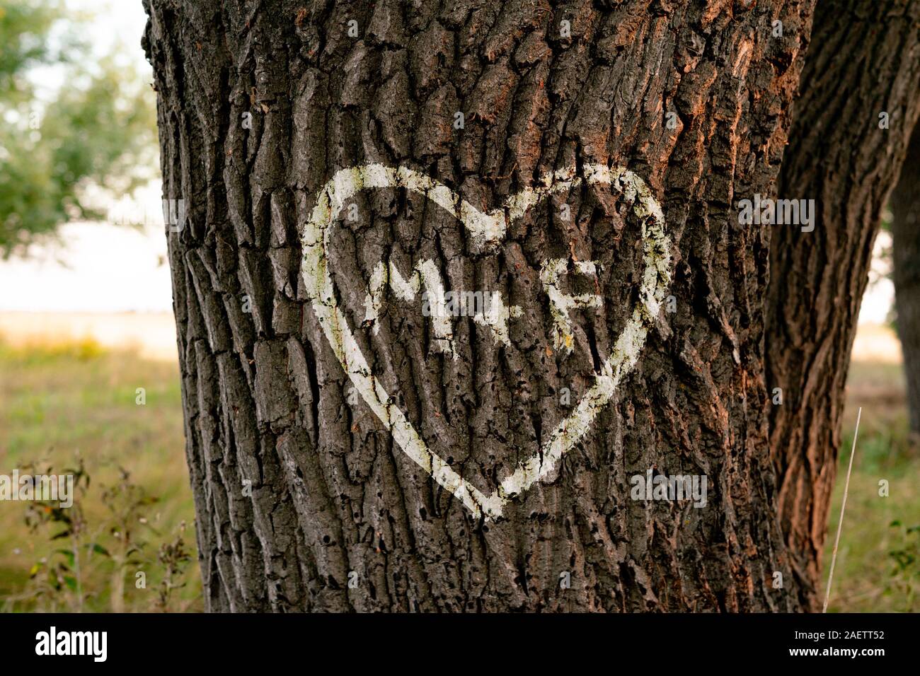 names of peopel who love each other in the shape of heart carved on the tree Stock Photo