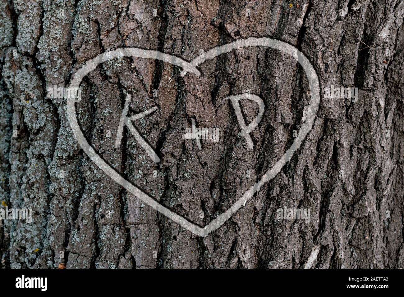 names of peopel who love each other in the shape of heart carved on the tree Stock Photo