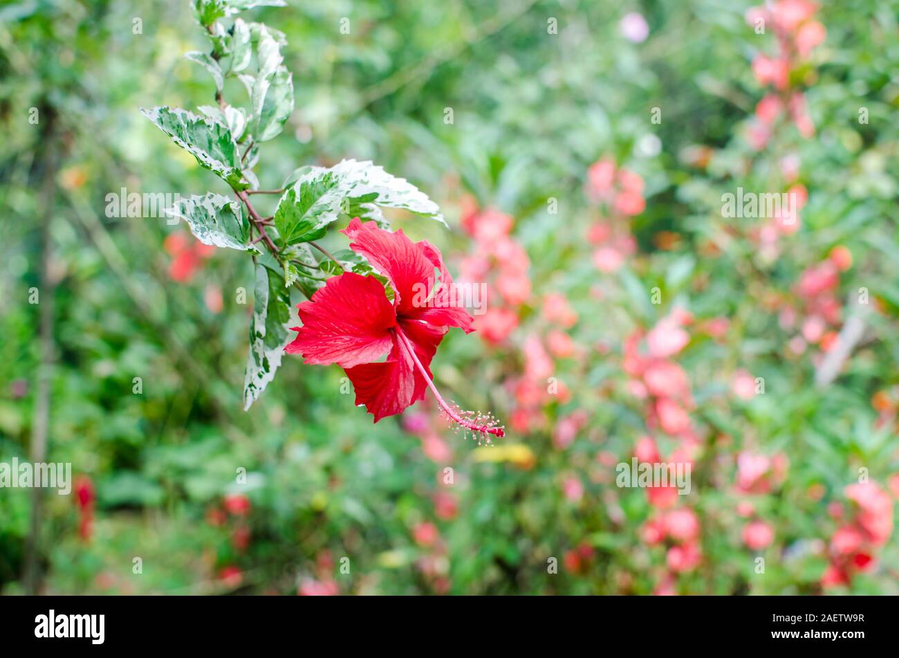 Variegated Hibiscus 'Snow Queen' is a striking ornamental plant known for its vibrant foliage and stunning flowers. Stock Photo