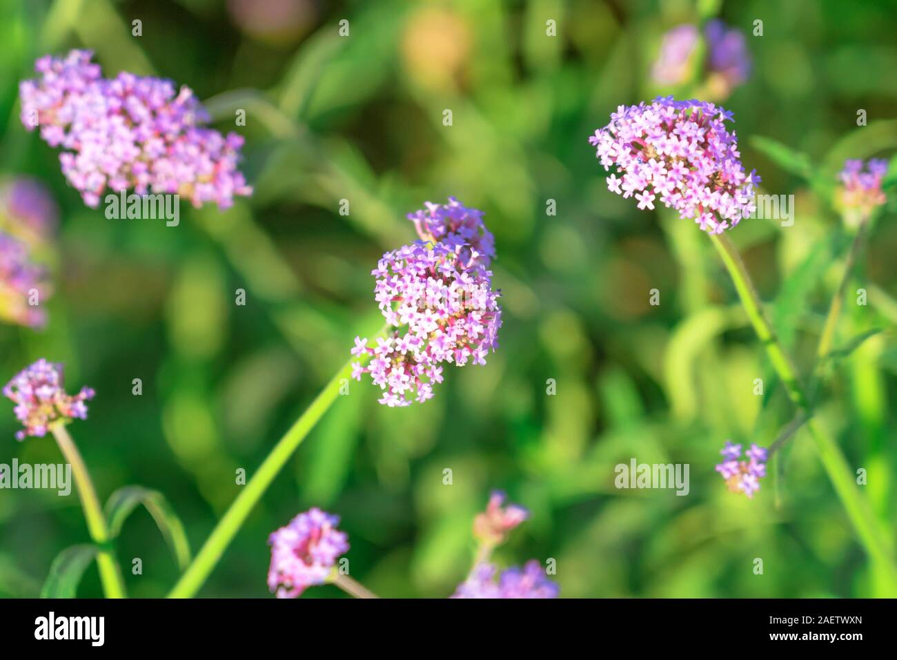 Beautiful Verbena bonariensis flowers or science name ( Verbena hybrida