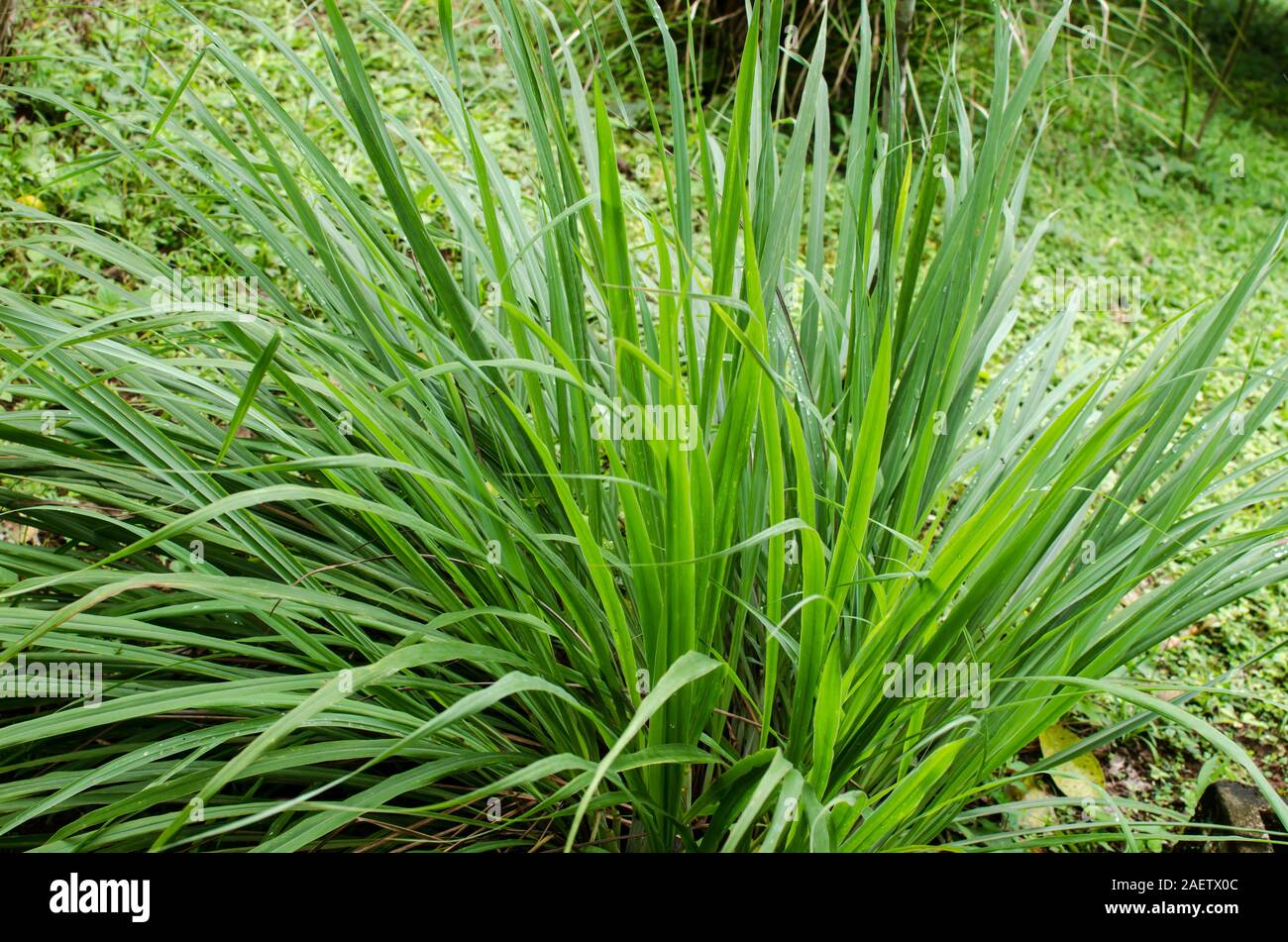 Lemon Grass Plant Stock Photo Alamy