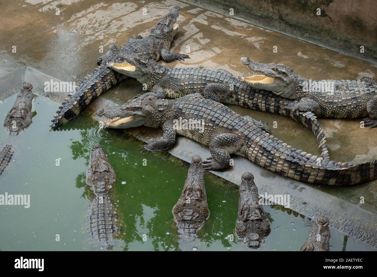 Crocodiles enclosure hires stock photography and images Alamy
