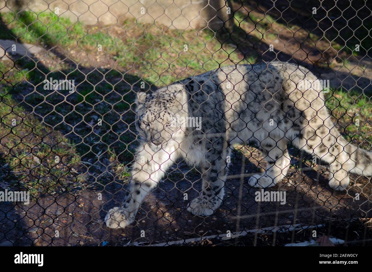 A snow leopard walks behind a fence of its enclosure at a zoo Stock
