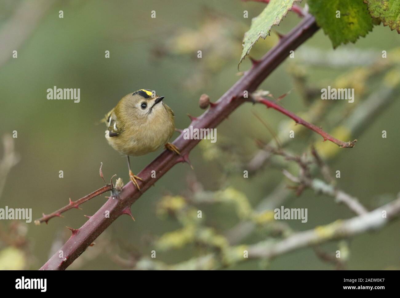 A pretty Goldcrest, Regulus regulus, perching on a thorny bramble bush. It is hunting for insects to eat. Stock Photo