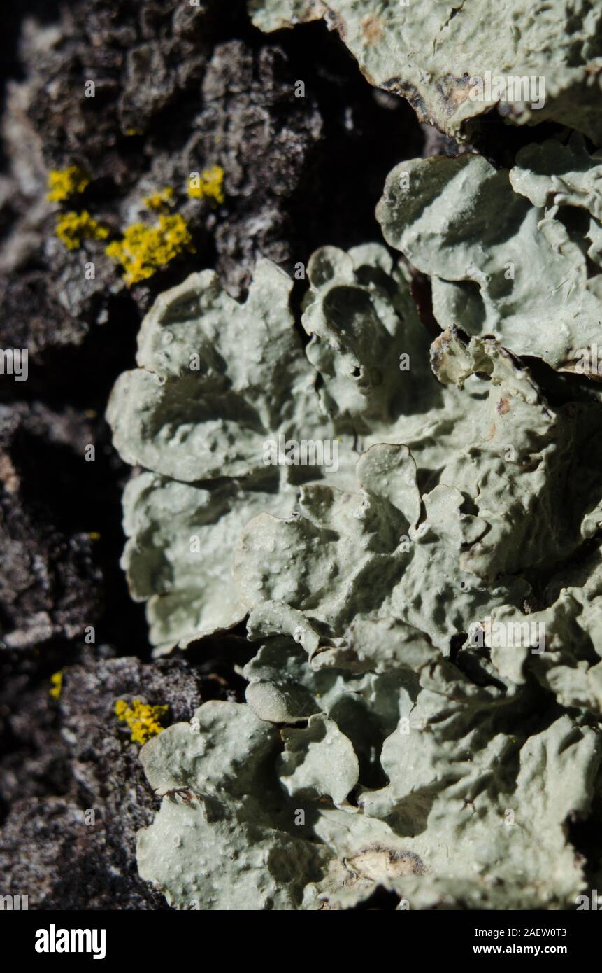 Growing On An Oak Tree High Resolution Stock Photography and Images - Alamy