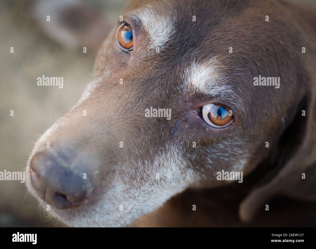 Chocolate labrador retriever dog laying down old Stock Photo