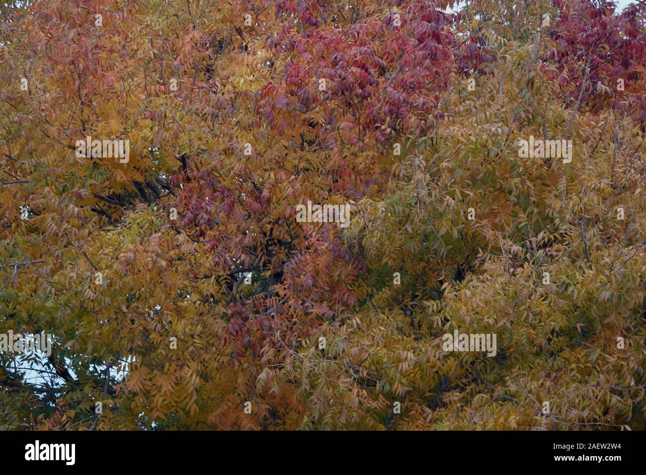 Foliage and leaves hi-res stock photography and images - Alamy