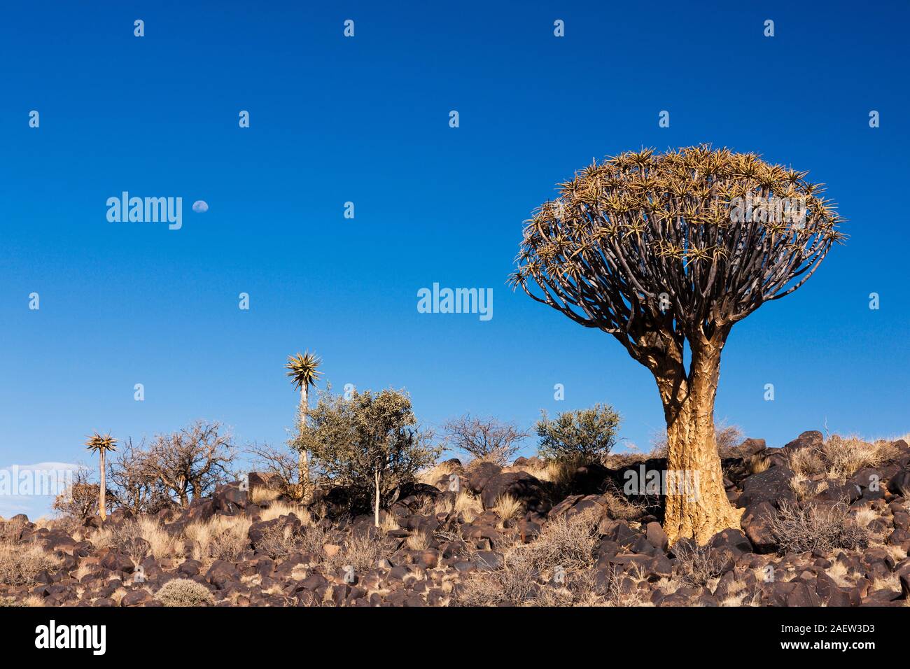 Quiver Tree Forest, Aloe dichotoma, giant succulent plant, early morning, Keetmanshoop, Karas Region, Namibia, Southern Africa, Africa Stock Photo