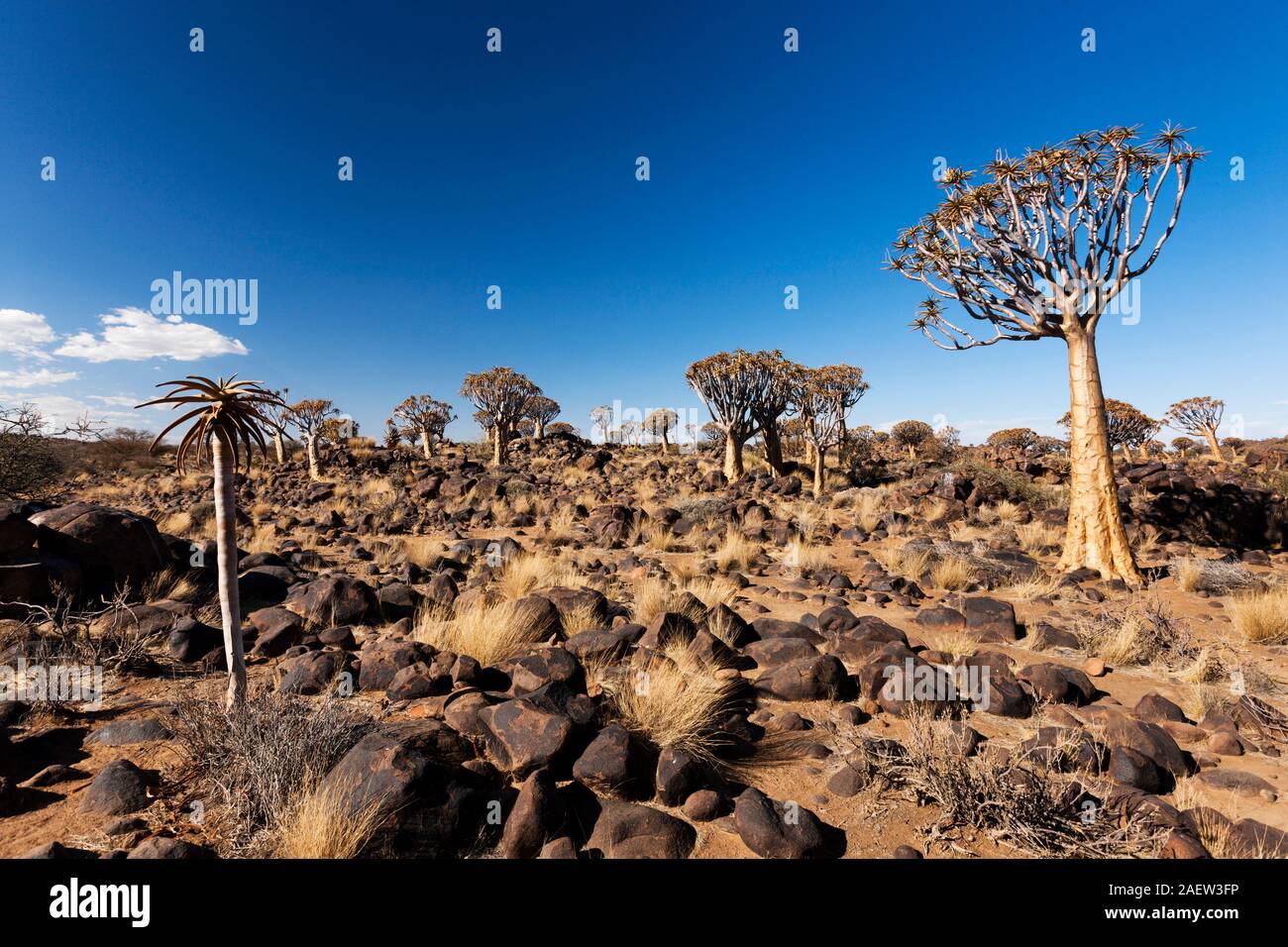 Quiver Tree Forest, Aloe dichotoma, giant succulent plant, early morning, Keetmanshoop, Karas Region, Namibia, Southern Africa, Africa Stock Photo