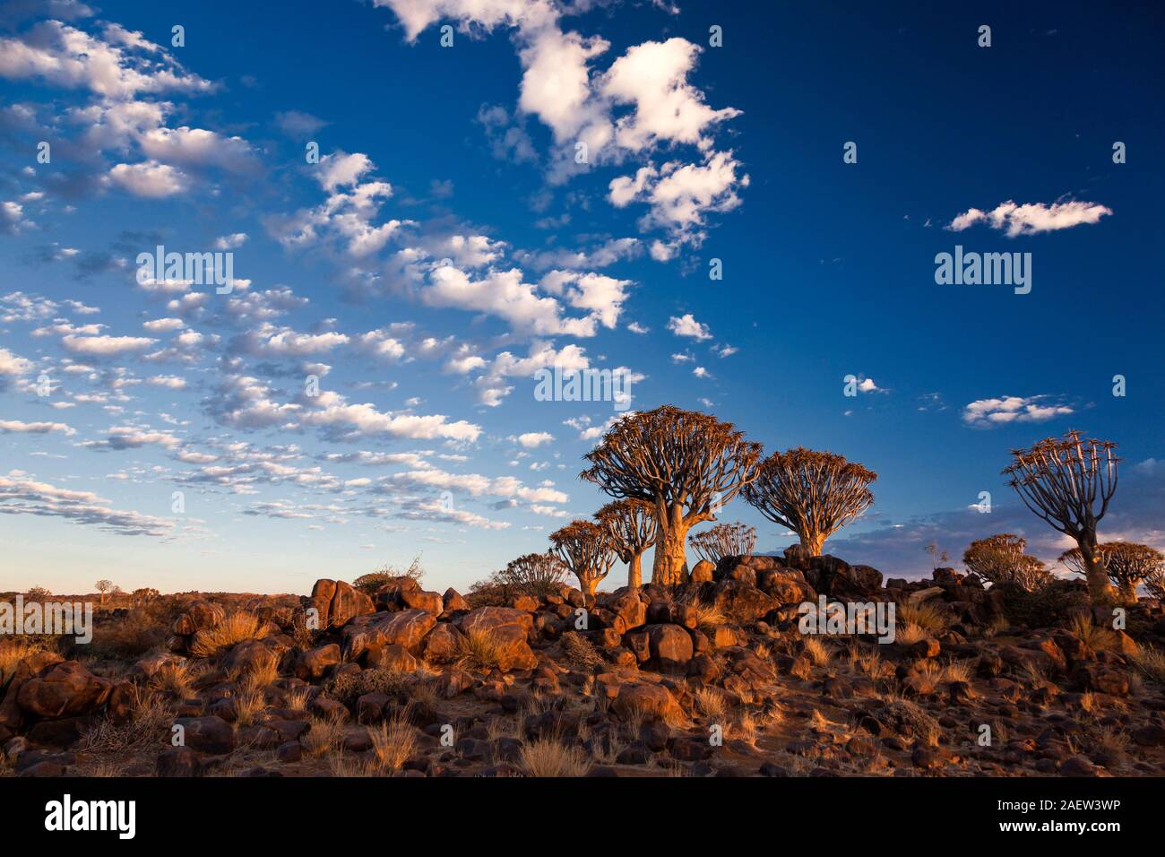 Quiver Tree Forest, Aloe dichotoma, early morning, Keetmanshoop, Karas Region, Namibia, Southern Africa, Africa Stock Photo