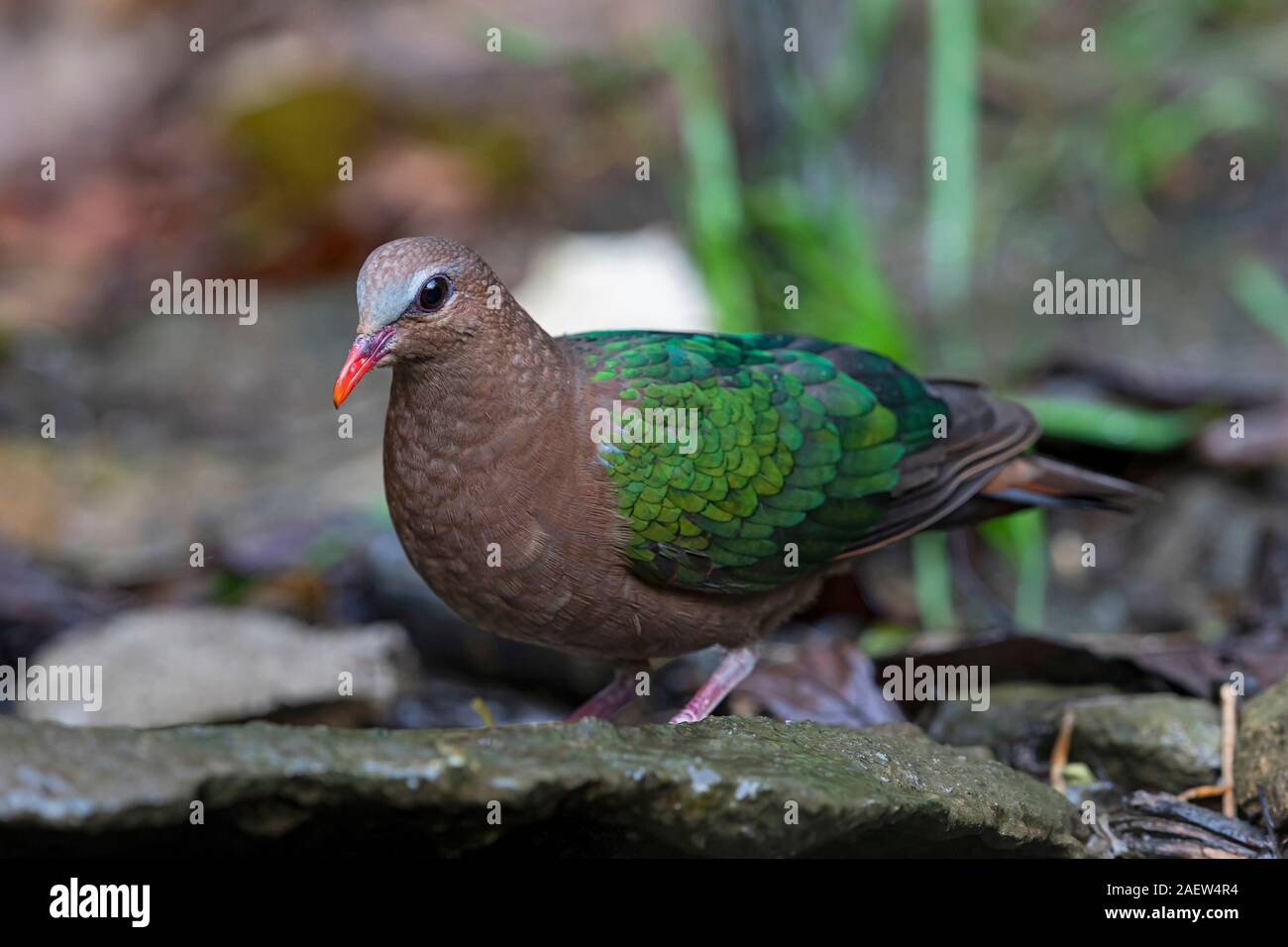 Grey-capped Emerald Dove in the rainforests of Yunnan, China Stock Photo
