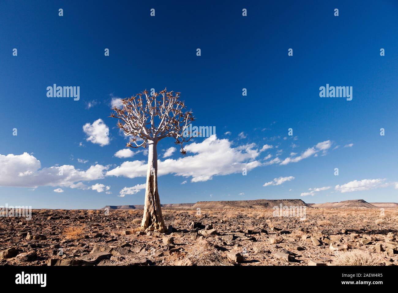 Lonely Qiver Tree, Aloe dichotoma, kokerboom, gravel desert, near Grunau, Karas Region, Namibia, Southern Africa, Africa Stock Photo