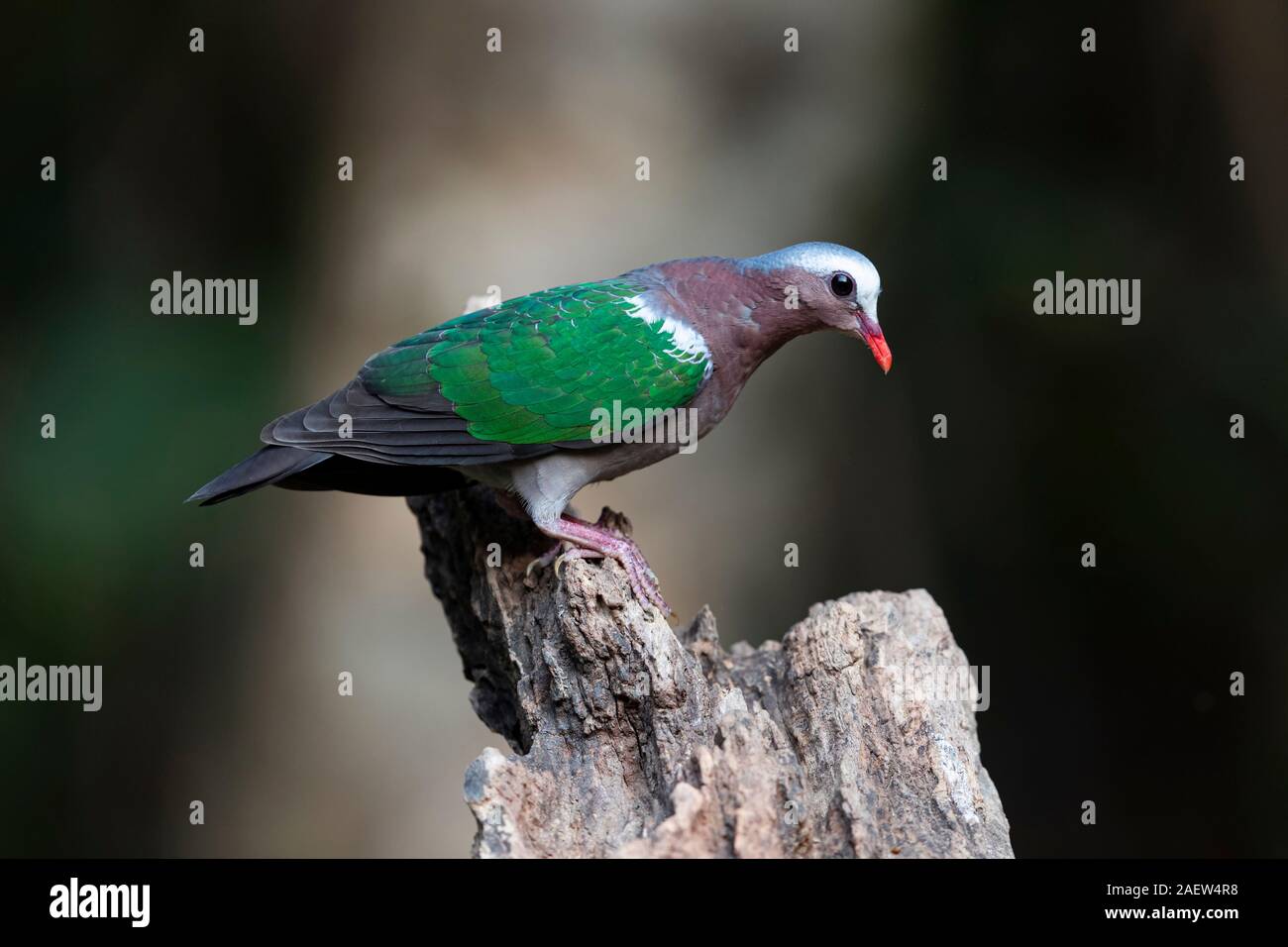 Grey-capped Emerald Dove in the rainforests of Yunnan, China Stock Photo