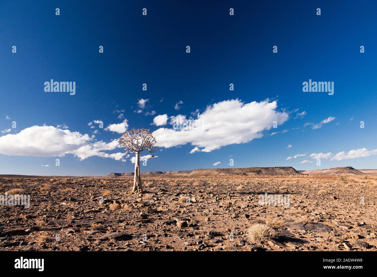 Lonely Qiver Tree, Aloe dichotoma, kokerboom, gravel desert, near Grunau, Karas Region, Namibia, Southern Africa, Africa Stock Photo