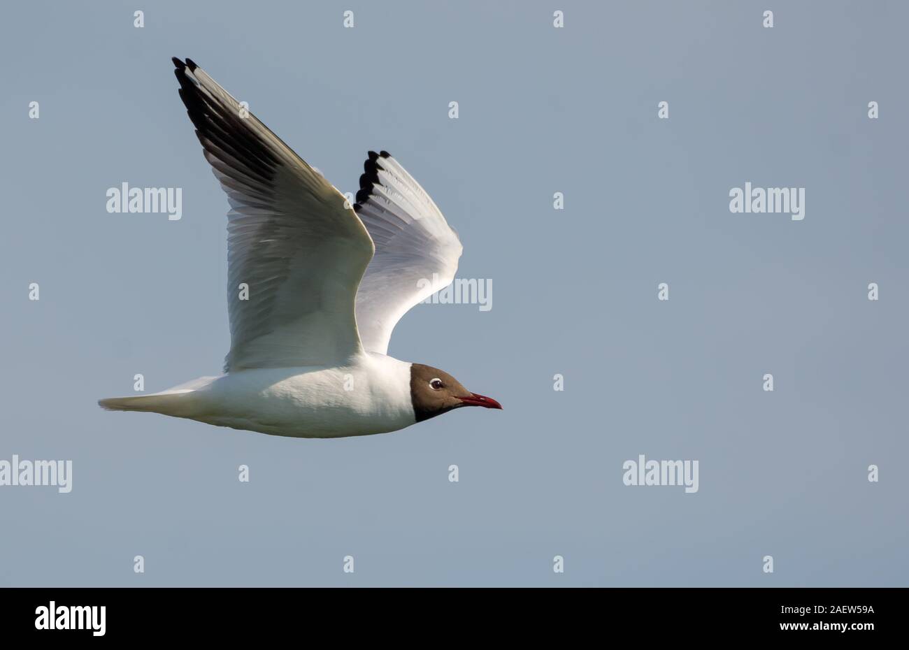 Black-headed gull flying straight over cloudy sky with lifted wings Stock Photo