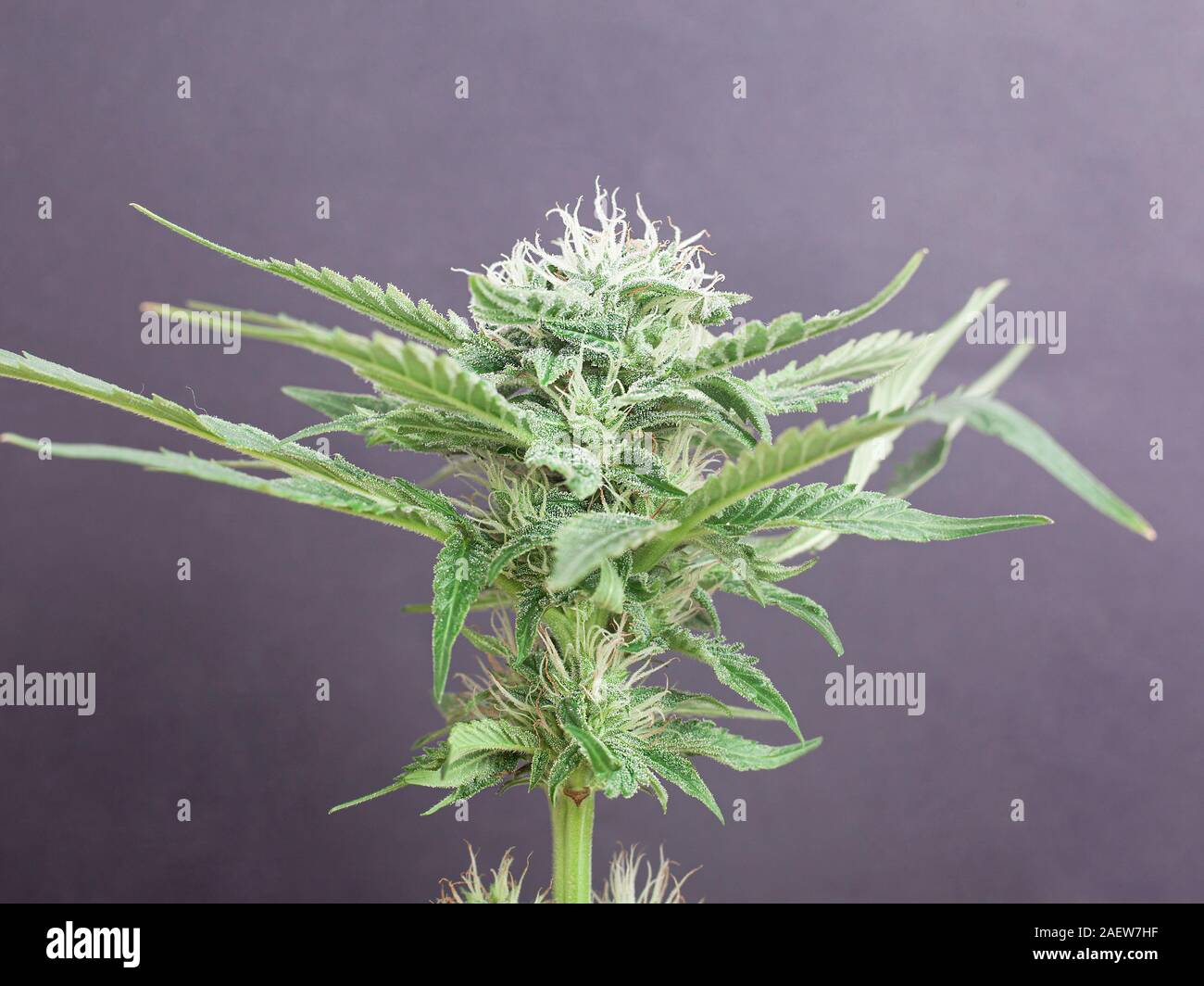 blooming green cannabis bud covered with white trichomes and hairs on gray  background Stock Photo - Alamy