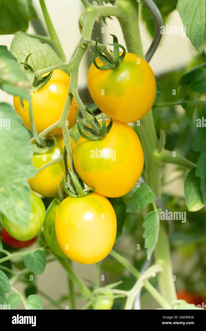 RIpe yellow garden growing tomatoes ready for picking Stock Photo