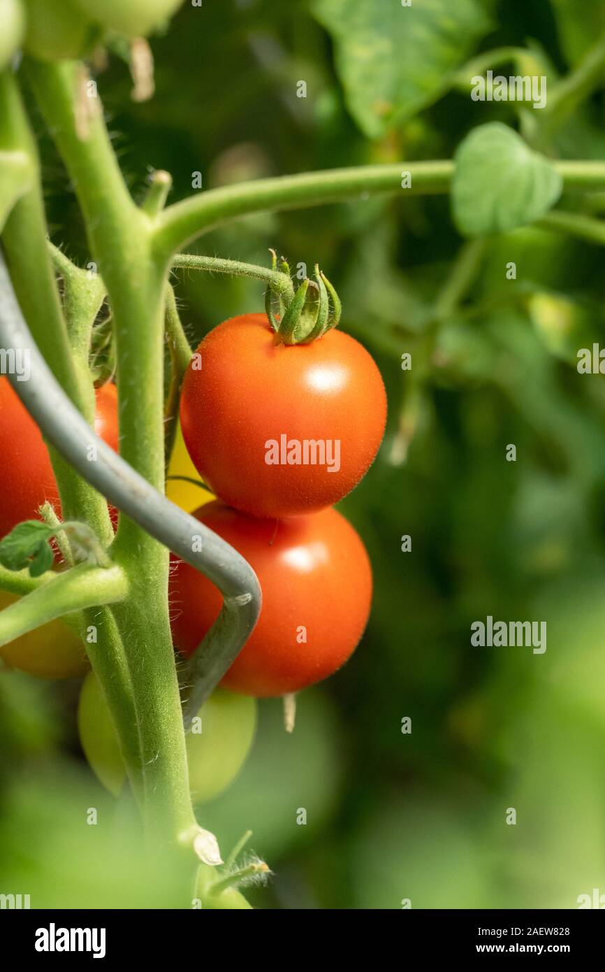 RIpe garden growing tomatoes ready for picking Stock Photo