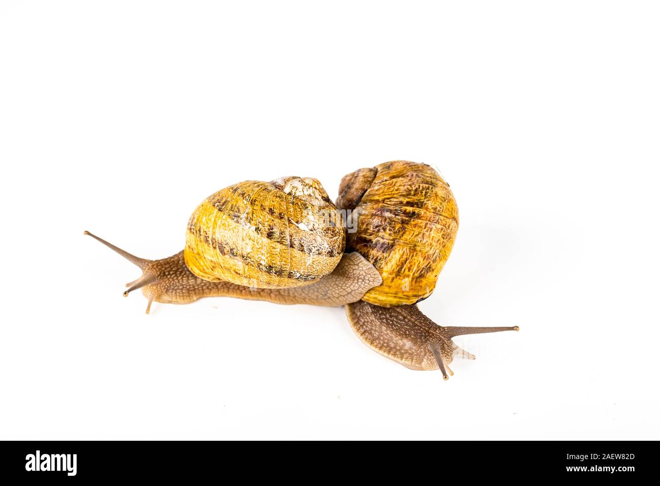 Two big brown snails at reproduction time, on white background Stock Photo Alamy