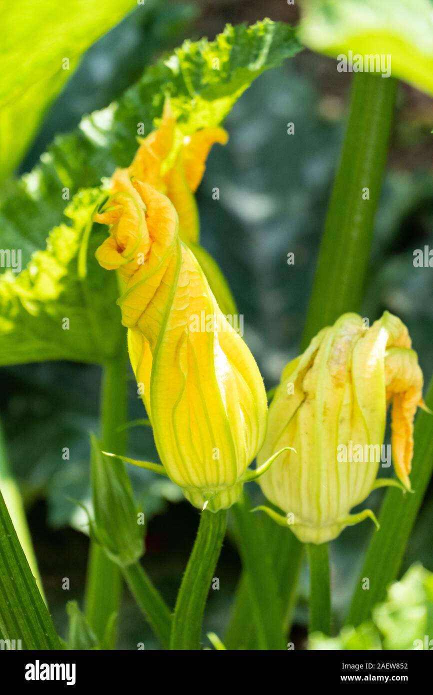 In the garden blooming zucchini. Large yellow flowers. Macro and close-up. Stock Photo