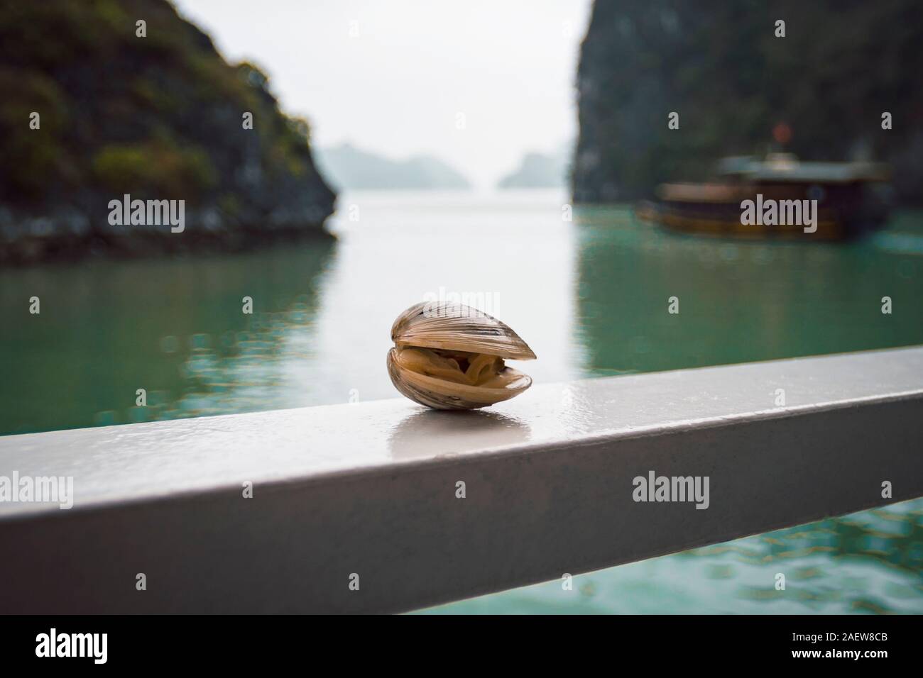 mussel on the background of a beautiful landscape in Halong Bay in Vietnam Stock Photo