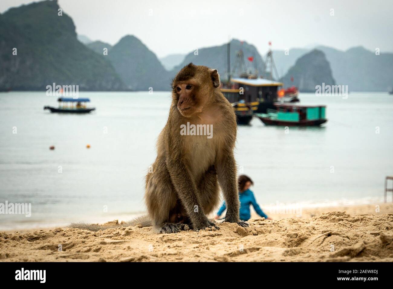 Monkey Island Beach At Lan Ha Bay Ha Long Bay Tour In Cat Ba Vietnam Stock Photo Alamy