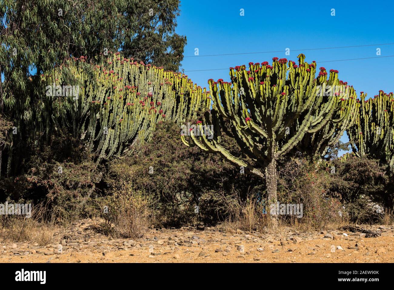 Candelabra Trees Euphorbia candelabrum near Wukro Cherkos in Ethiopia