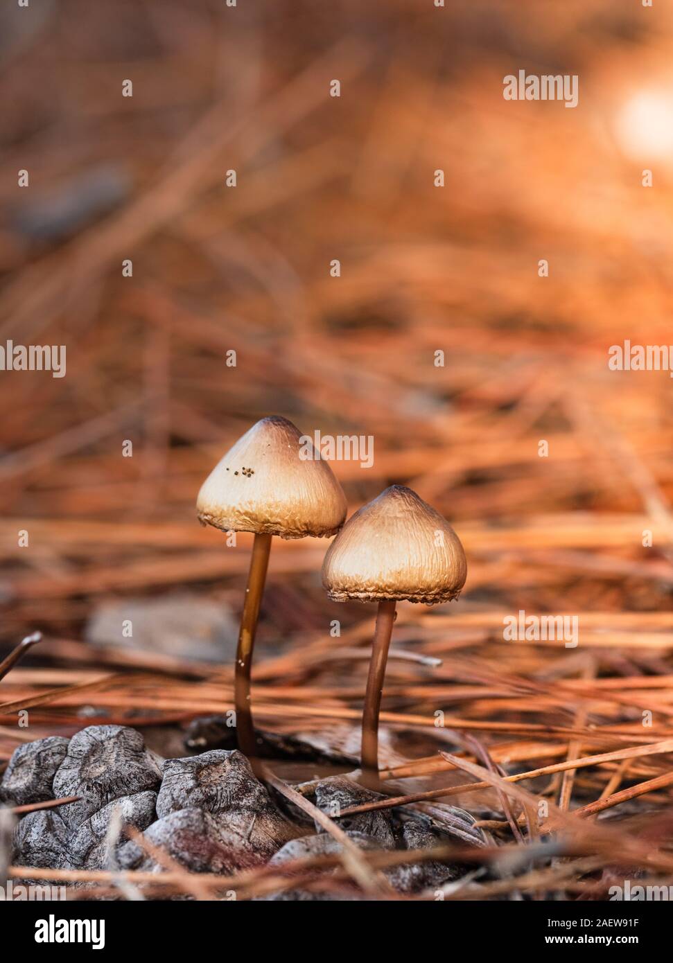 Tiny mushrooms growing side by side in the forest. Background with orange light reflection and bokeh. A suitable frame for nature and macro studies. Stock Photo