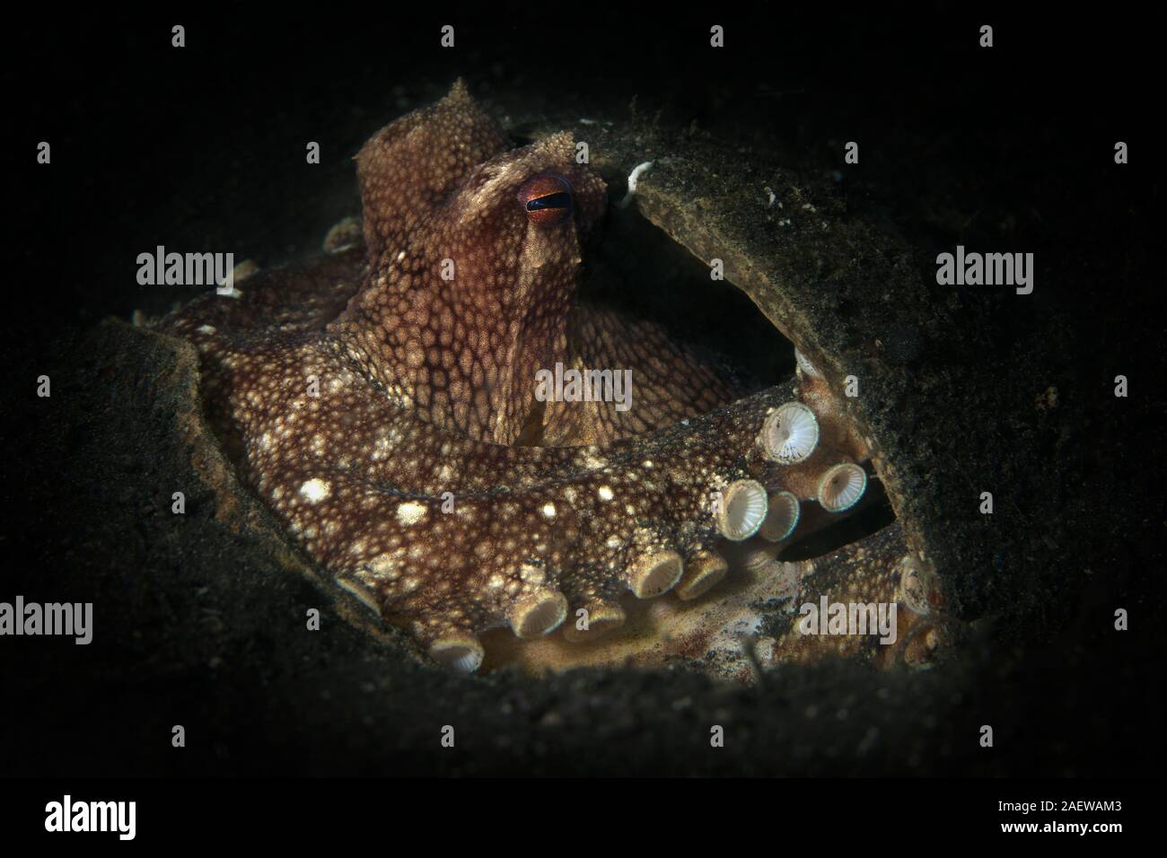 Coconut octopus (Amphioctopus marginatus). Underwater picture was taken in Lembeh Strait, Indonesia Stock Photo