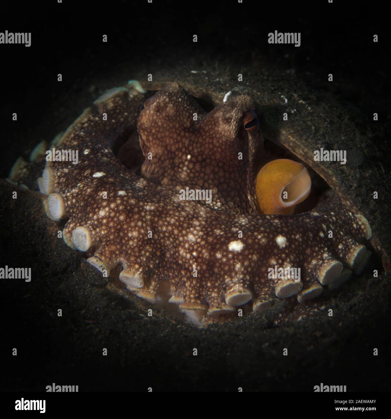 Coconut octopus (Amphioctopus marginatus). Underwater picture was taken in Lembeh Strait, Indonesia Stock Photo