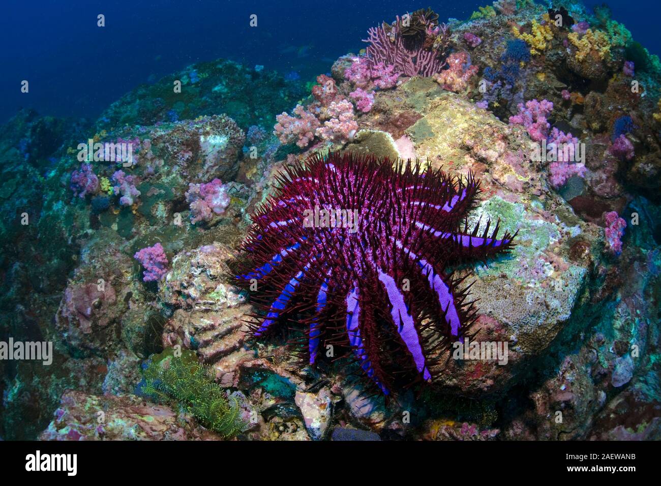 Crown of thorns starfish (Acanthaster planci) feeds polyps of a stone coral, the dead coral is visible on the nearly white colour, Burma, Myanmar Stock Photo