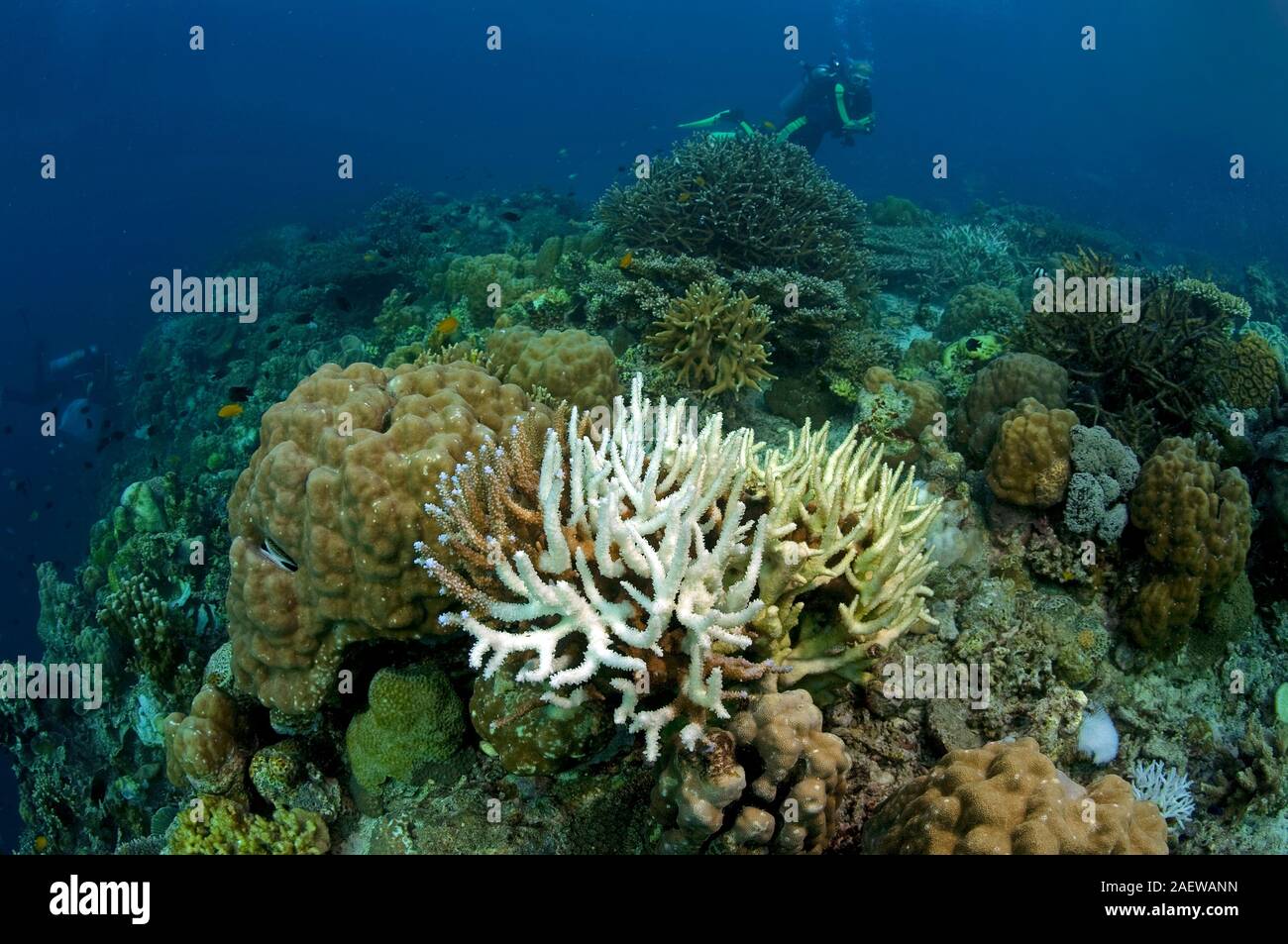 Korallenbleiche, ausgebleichte Steinkorallen (Acroporidae), Auswirkungen der globalen Erwärmung der Weltmeere, Moalboal, Cebu, Philippinen | Coral ble Stock Photo