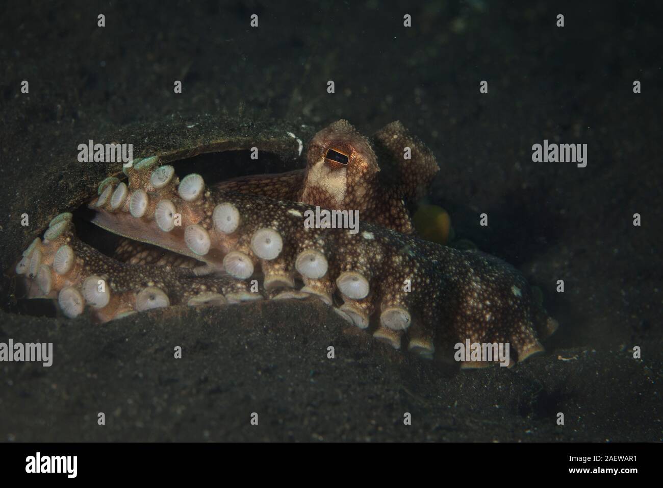 Coconut octopus (Amphioctopus marginatus). Underwater picture was taken in Lembeh Strait, Indonesia Stock Photo