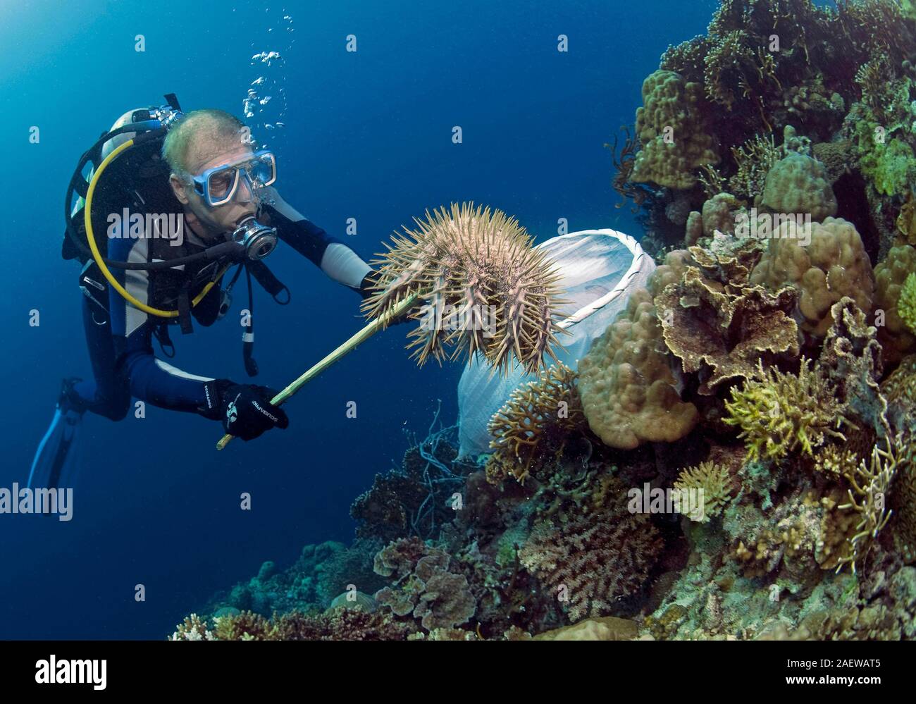 Scuba diver collect and remove Crown of thorns starfishes (Acanthaster planci) which can destroy an entire coral reef, Moalboal, Cebu, Philippines Stock Photo
